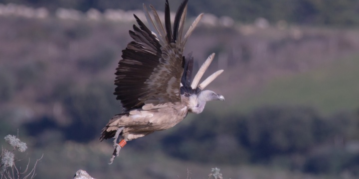 Il censimento annuale del Grifone in Sardegna