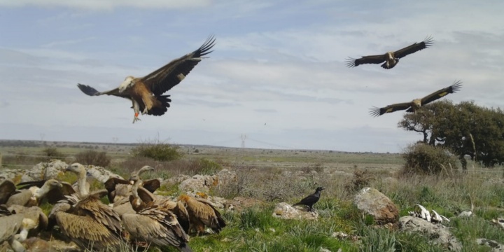 Carcasse animali, da problema a opportunità