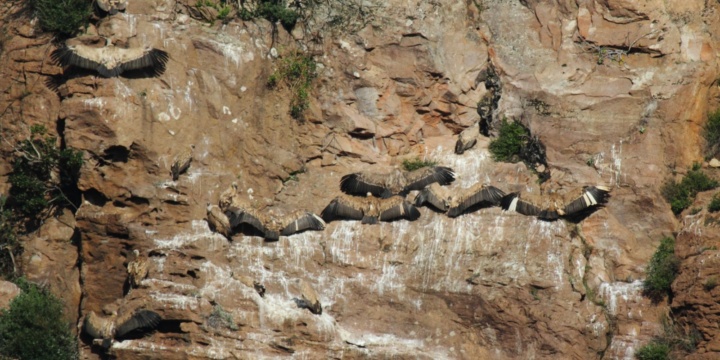 Il censimento annuale del Grifone (2019)