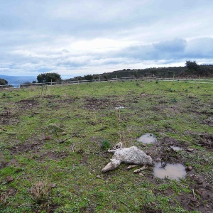 Bosa Farm feeding station (11)