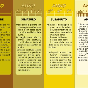Come riconoscere età grifoni