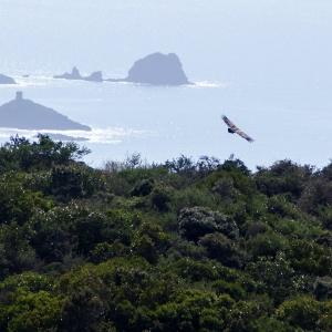 Grifone vola sopra il mare