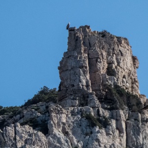 Grifoni a Marina di Lioneddu-12