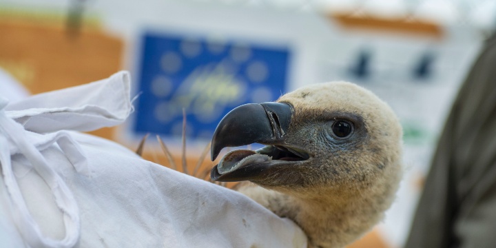 Why is it so important to save griffon vultures from extinction in Sardinia?