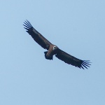 Griffon 