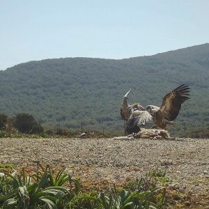 grifoni carnai prigionette