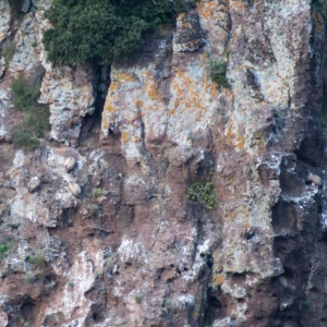 Nidi di Grifoni a Bosa