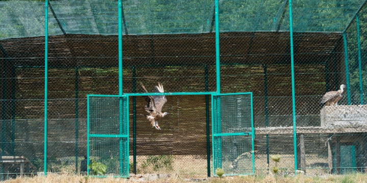 Where are the released griffon vultures? 