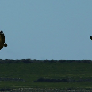 Grifoni in volo a Semestene