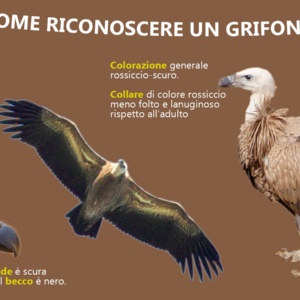 infografica grifone giovane