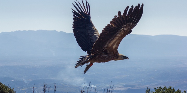 Study on the dispersion of griffon vultures